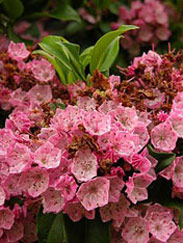 Kalmia latifolia